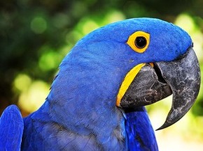 Arara Azul Grande Esta Ameacada Pelo Desmatamento E Trafico De Aves Especiais G1
