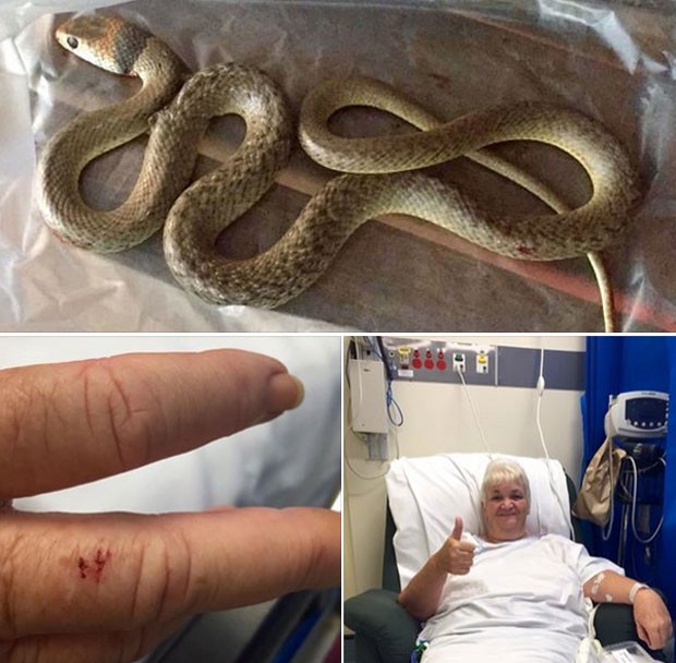 Yvonne Lorch levou 'mordida seca' e escapou de ataque de cobra venenosa (Foto: Reprodução/Facebook/Sunshine Coast Snake Catchers 24/7)