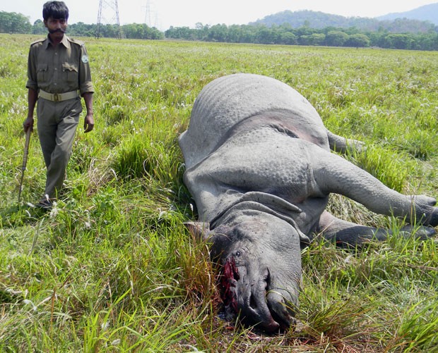 Rinoceronto foi encontrado morto no sábado (Foto: AFP)