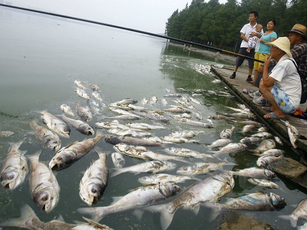 Peixes mortos 2 (Foto: AP)