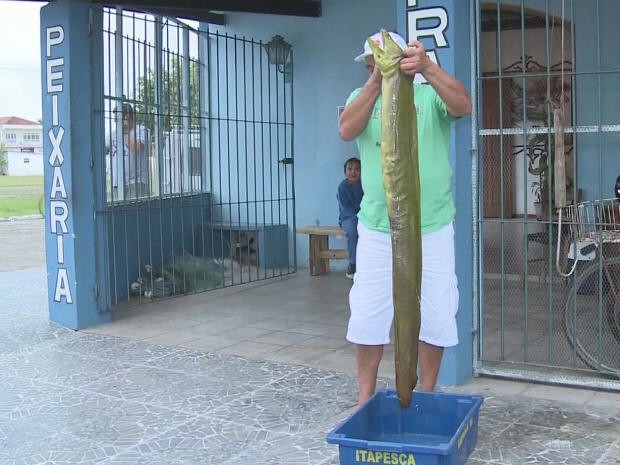 Moréia foi pescada em Cananéia, no litoral de São Paulo (Foto: Reprodução/ TV Tribuna)