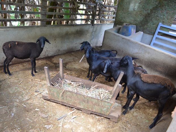 Um carneiro e uma ovelha foram furtados em duas ações dos criminosos (Foto: Marina Fontenele/G1) Um carneiro e uma ovelha foram furtados em duas ações dos criminosos (Foto: Marina Fontenele/G1)