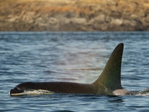 Baleia orca  encontrada na costa das ilhas San Juan, nos EUA; cachorro segue rastro das fezes do animal (Foto: Matthew Ryan Williams/The New York Times)