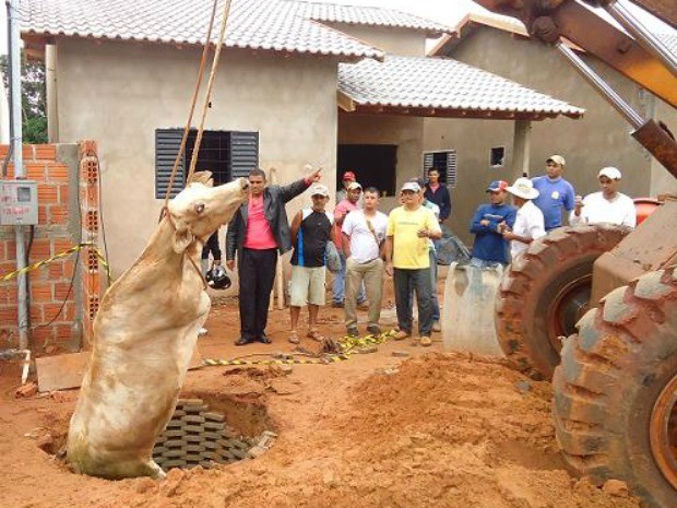 Vaca foi resgatada de fossa com auxílio de cordas e de trator (Foto: Marcos Daniel Dias Castro/VC no G1)