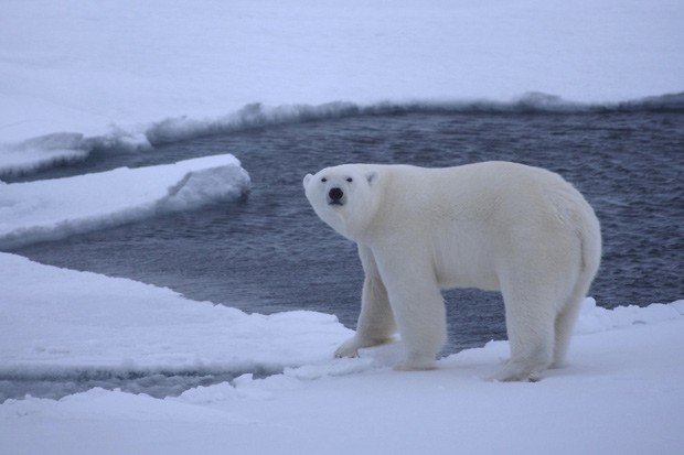  Urso polar jovem é visto em foto de 2009  (Foto: Reuters/Shawn Harper/Universidade de Wyoming)