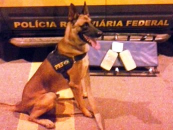 Cão farejador encontra droga em MT (Foto: Divulgação/PRF) Cão farejador encontra droga em MT (Foto: Divulgação/PRF)
