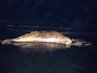 Filhote de baleia achado em Peruíbe é o 10º a aparecer morto no litoral de SP