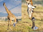 Parto de girafa: filhote chega ao mundo em queda de 2 metros  
