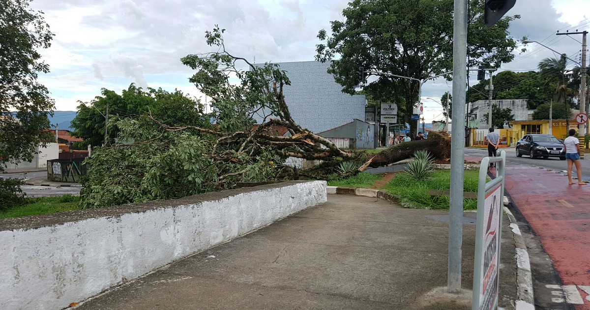 G1 Chuva e ventania derrubam árvores em Pindamonhangaba notícias em