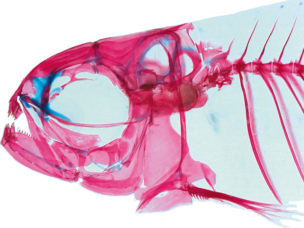 Notícia - Nova espécie de peixe transparente é descoberta no Rio Negro, no AM Anatomia_peixe