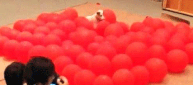 Cão estoura 100 balões de gás em tempo recorde nos EUA (Foto: Livro Guinness dos Recordes/Facebook)