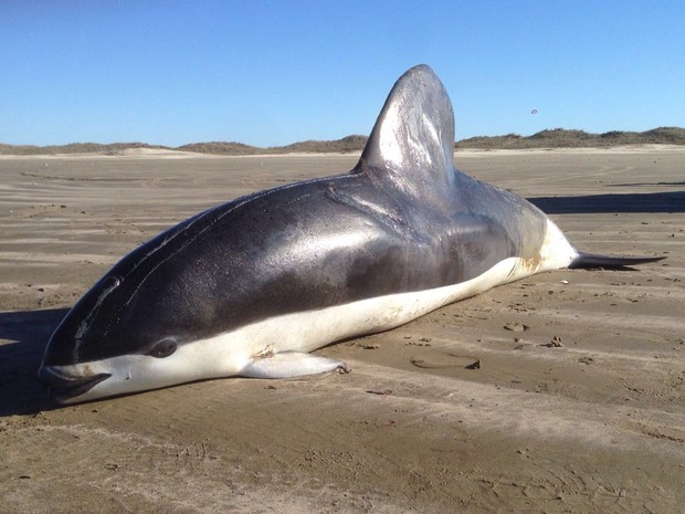 Golfinho foi encontrado morto na beira da praia do Cassino (RS) (Foto: Pedro Fruet/Divulgação)