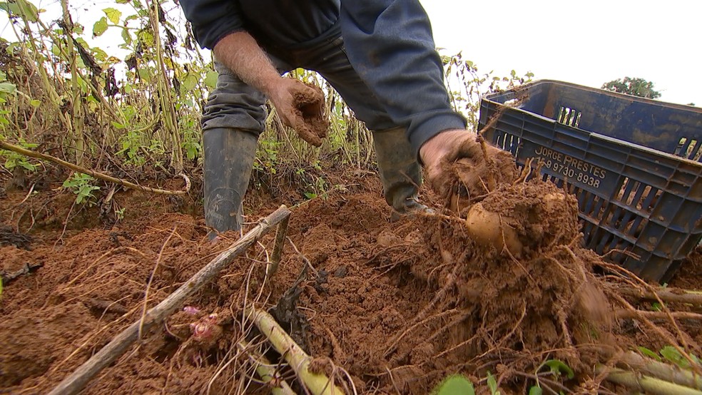 Produtores apostam no cultivo de batata yacon em Piedade (Foto: TV TEM)