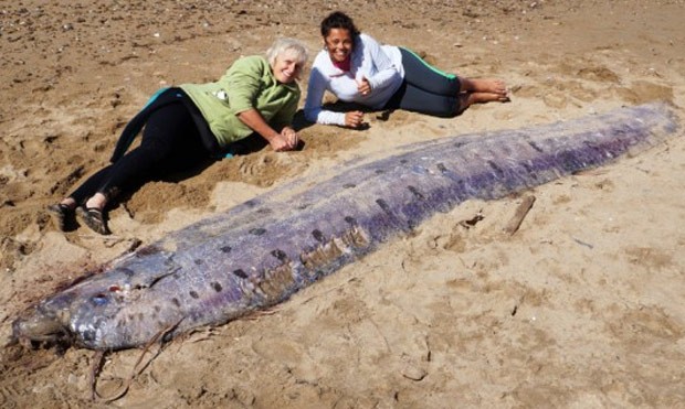 Peixe-remo de 5,18 metros apareceu em praia de Santa Catalina (Foto: Reprodução/Twitter/KMPH)