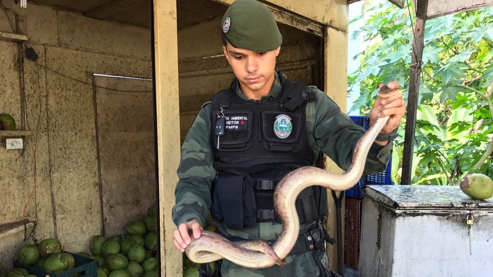 Cobra jiboia arco-íris foi resgatada pela Polícia Militar Ambiental e vai ser devolvida à natureza (Foto: Walter Paparazzo/G1)