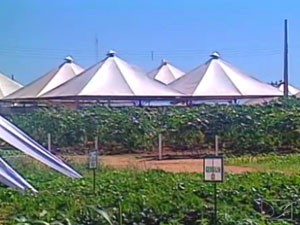 Feira de agronegócio acontece no campo expeirmental da Fazenda Sol Nascente (Foto: Reprodução/TV Mirante)