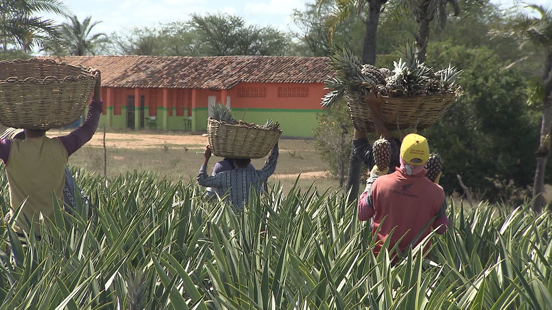 Conexão Bahia acompanha a produção de doce de abacaxi em Itaberaba, interior do estado (Foto: Divulgação)