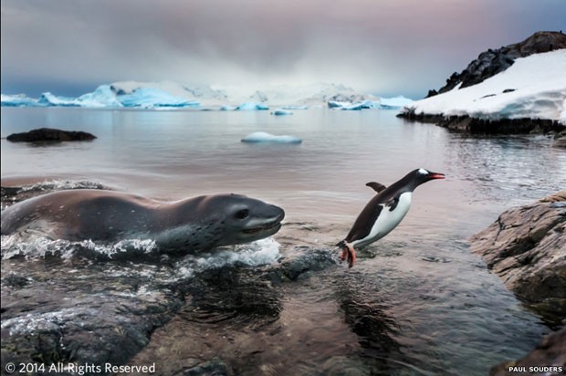  O prêmio de melhor imagem foi concedido para 'O Pinguim Sortudo', de Paul Souders, de Seattle, que mostra um pinguim escapando por pouco de ser devorado por uma foca leopardo. Premiado fotógrafo profissional, Souders teve imagens publicadas pelas revistas 'National Geographic', 'Time' e 'Life' (Foto: Paul Souders)