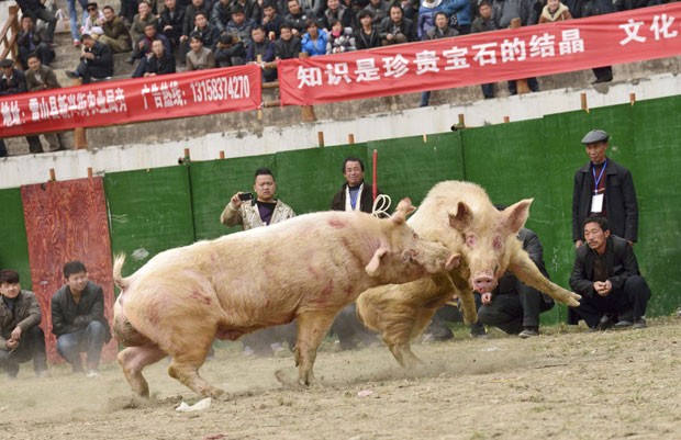 Com estádio lotado, chineses promoveram lutas envolvendo porcos (Foto: Reuters)