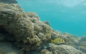 Águas transparentes e recife de corais são atrações de Maracajaú (TV Globo)