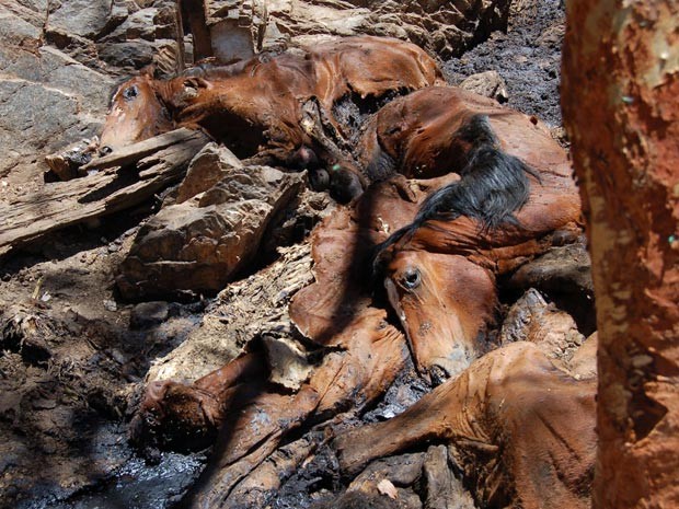 Cavalos selvagens mortos no Outback australiano (Foto: Central Land Council/AFP)