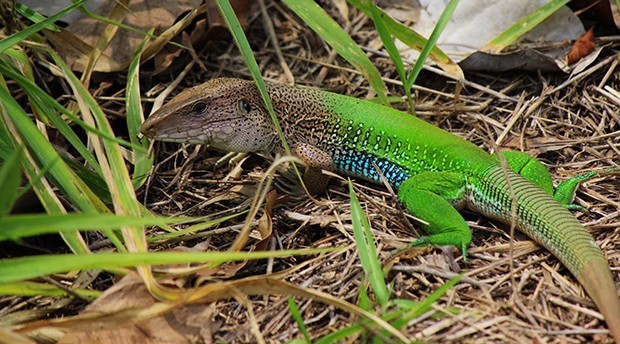 Ameiva E Conhecido Como Bico Doce E Ocorre Em Toda America Do Sul Fauna G1