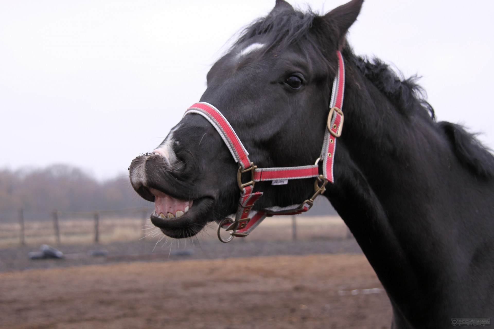 Você já viu um cavalo sorrindo? - Momento Equestre