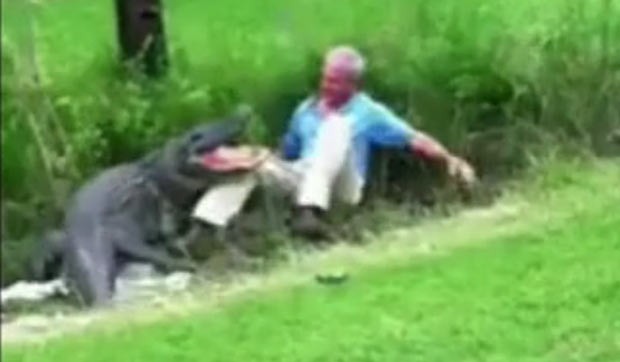 Biólogo foi atacado ao tentar segurar aligátor. (Foto: Reprodução)