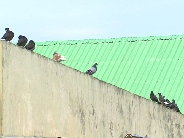 Quantidade de pombos em escola municipal de Ibaté preocupa pais e alunos  (Foto: Reginaldo dos Santos/EPTV)