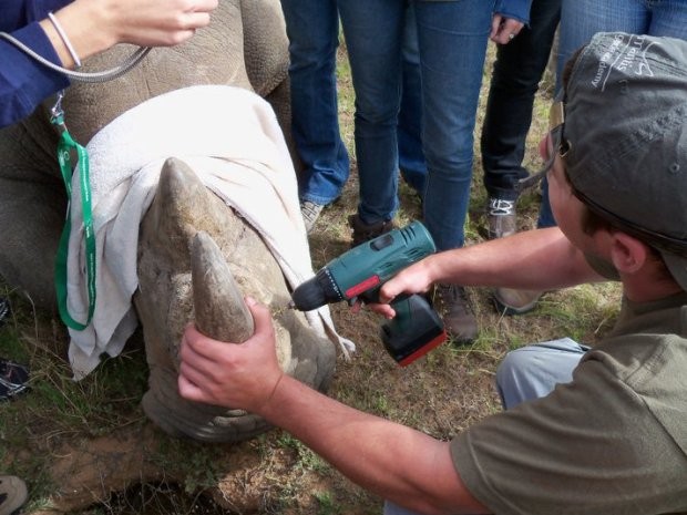Furadeira foi usada para tratar rinoceronte na África (Foto: Roberto Fecchio / Arquivo Pessoal)