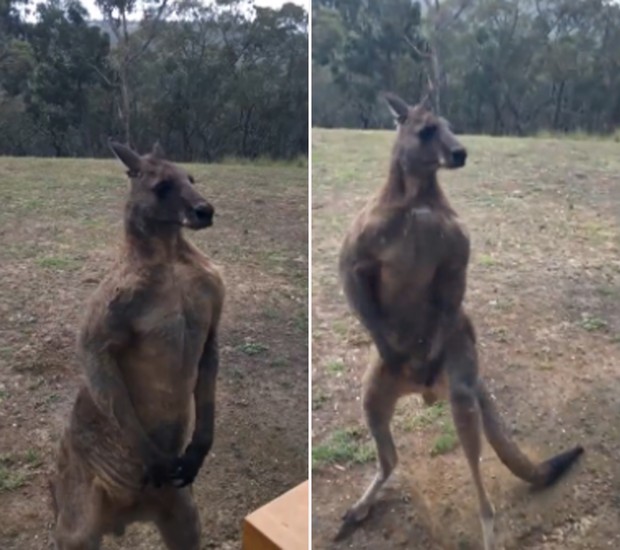 Canguru foi filmado atacando o próprio reflexo na janela de casa na Austrália (Foto: Reprodução/LiveLeak/Uncle Spanky)