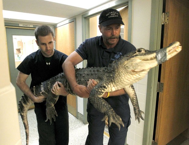 Animal chega para exames numa clínica veterinária, após ser regatado de porão (Foto: Lisa Powell/Daiton Daily News/AP)