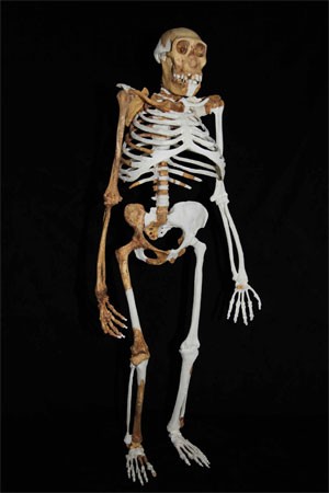 Reconstituição do Australopithecus sediba (Foto: Divulgação/Lee Berger - cortesia da Universidade de Witwatersrand)