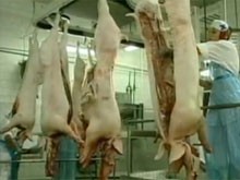 Produtores de carne suína sofrem consequências de embargo russo (Foto: Reprodução/TV Globo)
