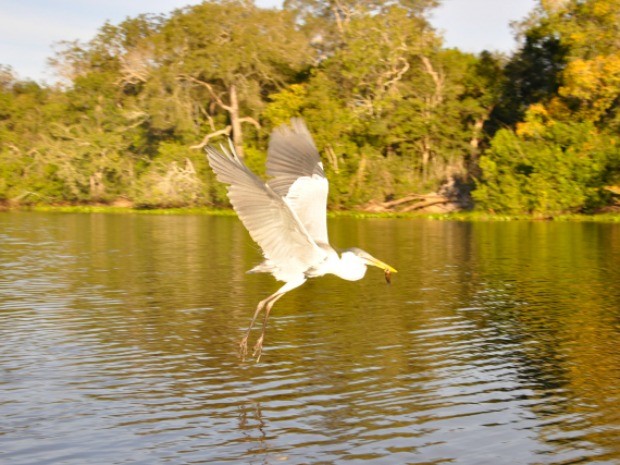 Pantanal de MT é habitat de centenas de espécies de aves (Foto: Carolina Holland/G1)