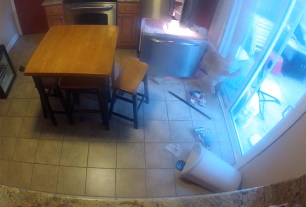 Cadela usa as patas para abrir o refrigerador e pegar a comida (Foto: Reprodução/YouTube/Adam Montiel)