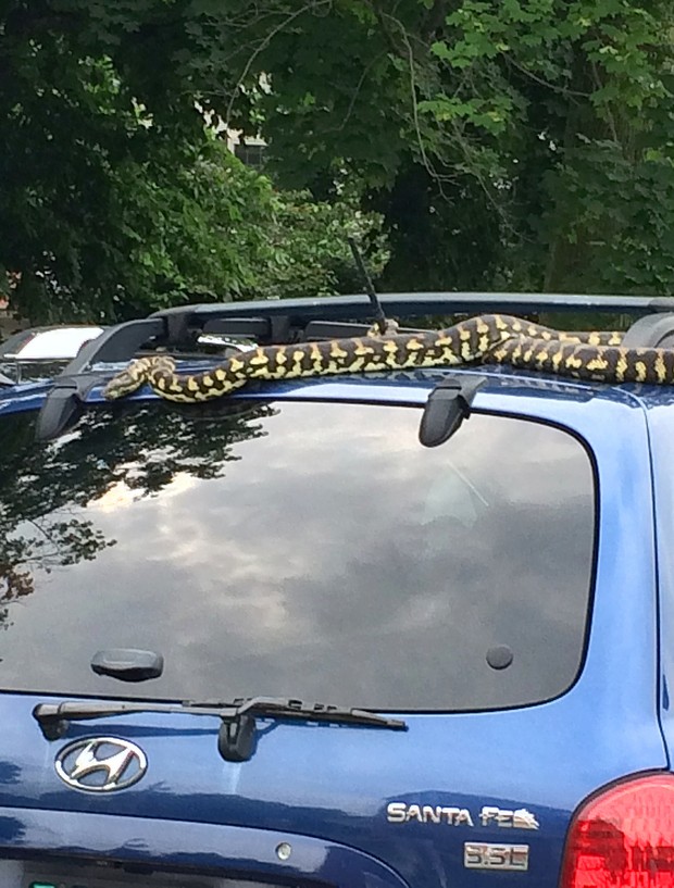 Patricia Russell levou um susto ao encontrar enorme cobra no teto de seu carro (Foto: Judi Care/AP)