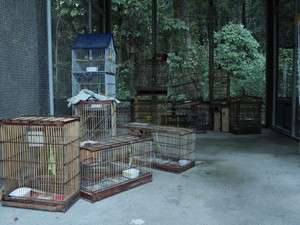 Jaulas e armadilhas apreendidas são visadas por assaltantes. (Fot Natália Souza/G1)
