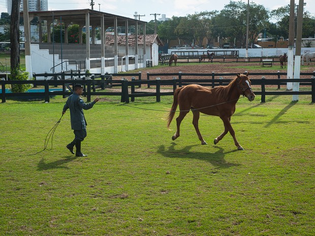 Cavalos passam por treinamento para no terem medo de humanos ou certas situaes. (Foto: Maria Anffe/GcomMT)