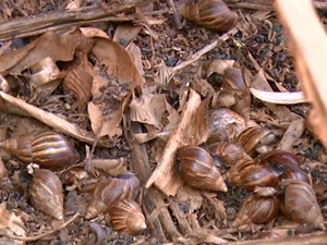 Quantidade de caramujos aumentou nos últimos dias após chuvas em São João da Boa Vista (Foto: Eder Ribeiro/EPTV)