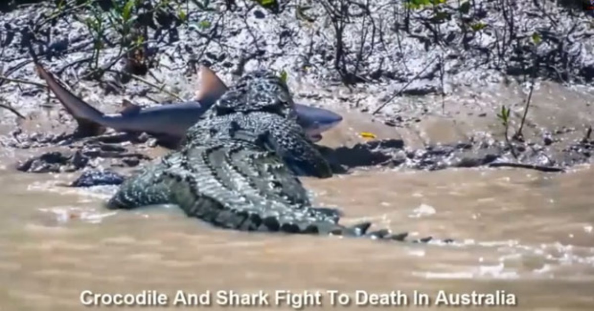 G Crocodilo Monstro Flagrado Devorando Tubar O Em Rio