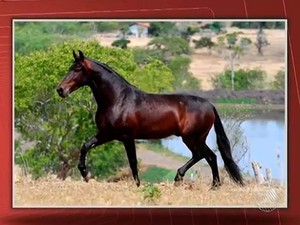 Cavalo &#39;Forró do Cardeal&#39; era reprodutor, mangalarga marchador e tinha 14 anos (Foto: Imagens/ Tv Bahia)