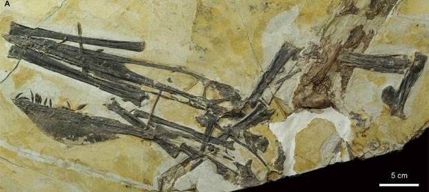 Fósseis da nova espécie de pterossauro que foram encontrados na China por paleontólogos (Foto: Divulgação/Scientific Reports)