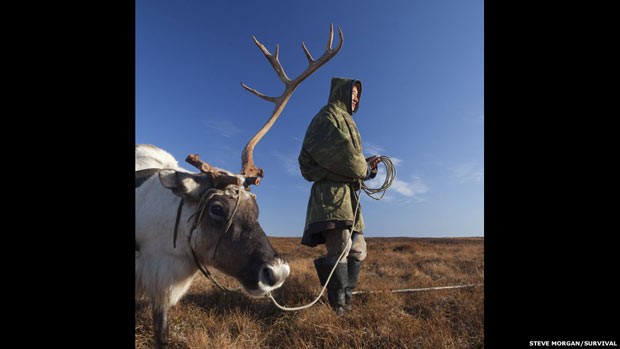 Ambientalistas tentam salvar tribos de pastores de renas (Foto: Cortesia Survivor International)