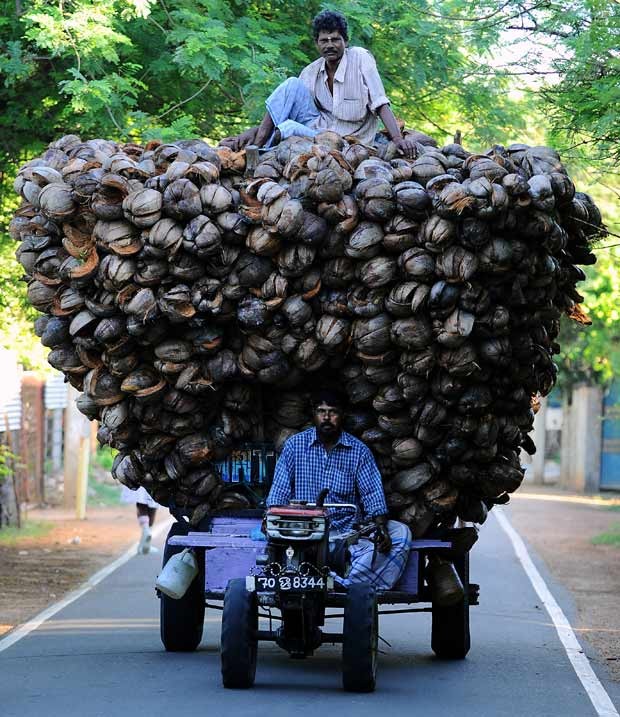 Fazendeiros dirigem carrinho superlotado de cocos nesta segunda-feira (18) no Sri Lanka (Foto: AFP)