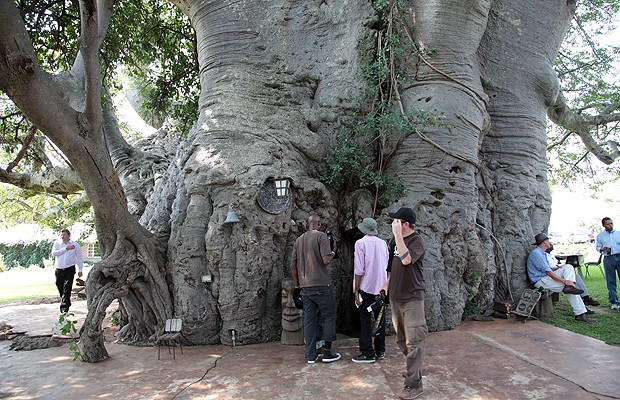 É possível entrar no tronco oco da árvore (Foto: Reprodução/South African Tourism)
