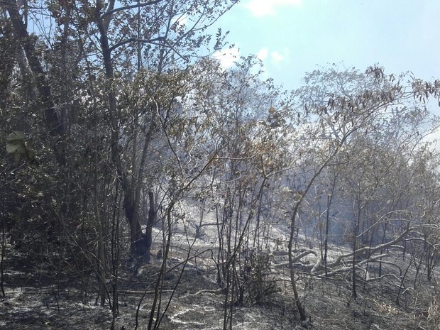 Incêndio atingiu a reserva de Mata Atlântica Boca da Mata, em Ceará-Mirim (Foto: G1)