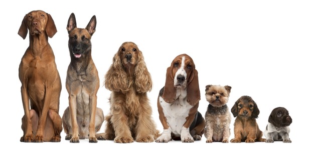 Teste: qual raça de cachorro mais combina com você? (Foto: Thinkstockphotos)