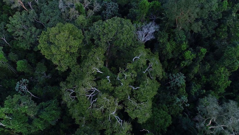Floresta Amazônica (Foto: TV Brasil/Divulgação)
