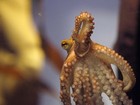 Número de cefalópodes nos mares aumentou em 60 anos, diz estudo